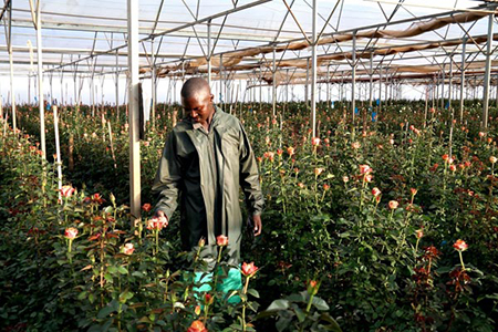 Red Land Roses growing in a farm in Kiambu County. Anxiety has gripped the multi-billion Kenyan horticulture industry after the European Union expressed worry over products.