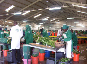 ANXIETY: Workers at the Oserian flower farm on May 15. The Kenya Flower Council says the country may lose out to Ethiopia, Ecuador and Colombia
