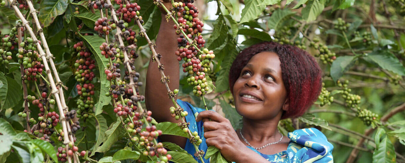 Nucafé – turning coffee farmers to exporters