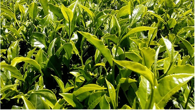 Rwanda’s tea factory fetches highest price in history at Mombasa tea auction