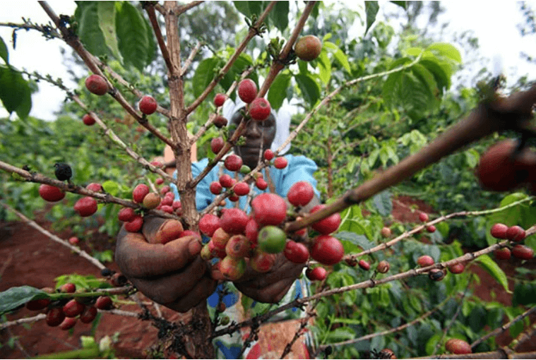 Tanzania to increase land under coffee