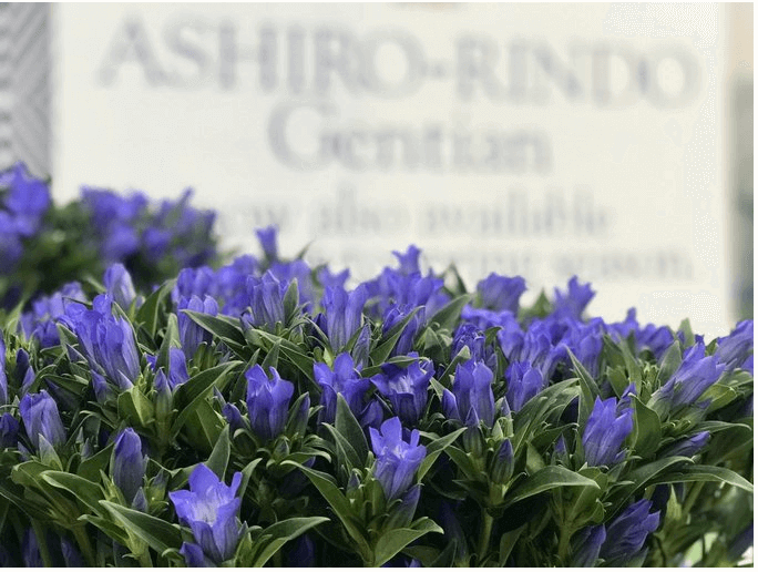 The Best Of Rwandan Flowers At The Netherlands Trade Fair
