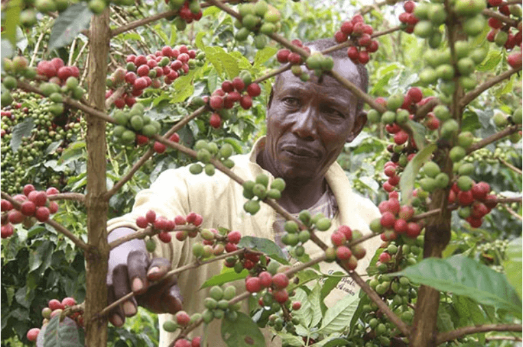 Why coffee prices are low despite steady demand