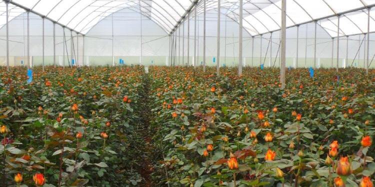 Kenya Seeks New Markets for its Exports