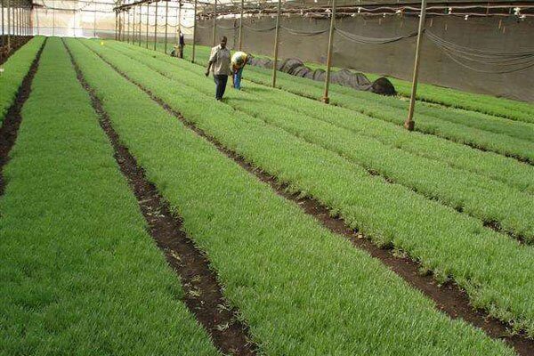 Tanzania horticulture exports hurt by border closure
