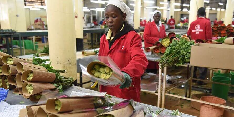 Rainfall hits fresh produce exports as EU orders rise