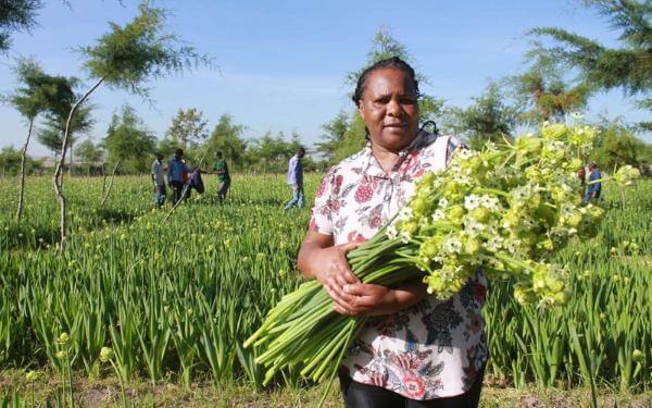 How Dar and Nairobi truce saved horticulture from ruin