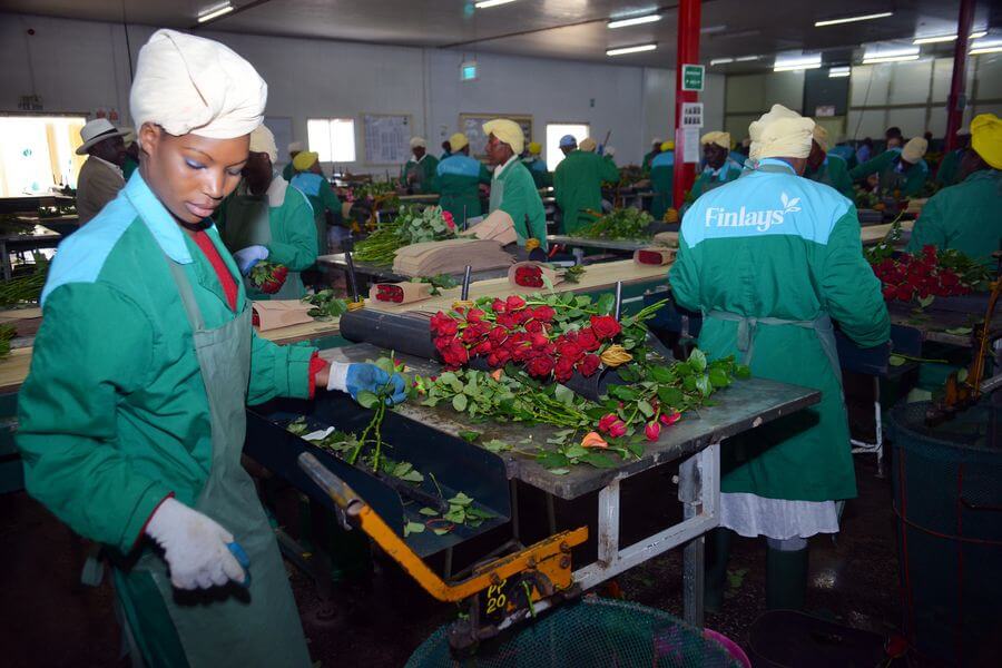Kenya’s horticulture exports recovering
