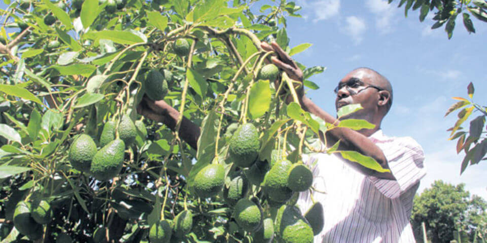 Diversifying exports and seeking larger markets will spur economic growth