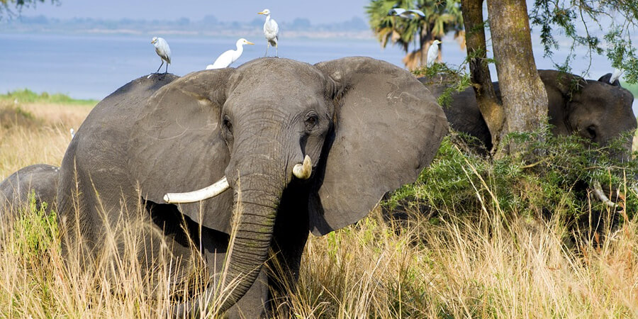 Uganda launches virtual Safari to kick-start tourism sector