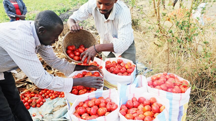Why SMEs in horticulture struggle to get funding