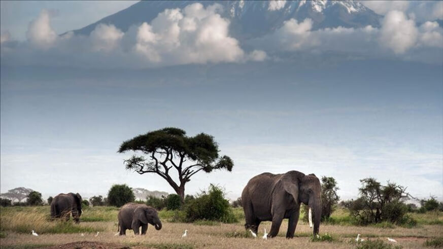 Regional tourism players push for harmonised travel protocols