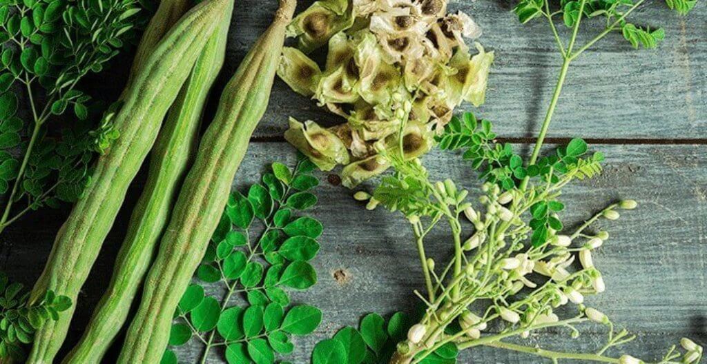 EAC women to benefit from Moringa industry