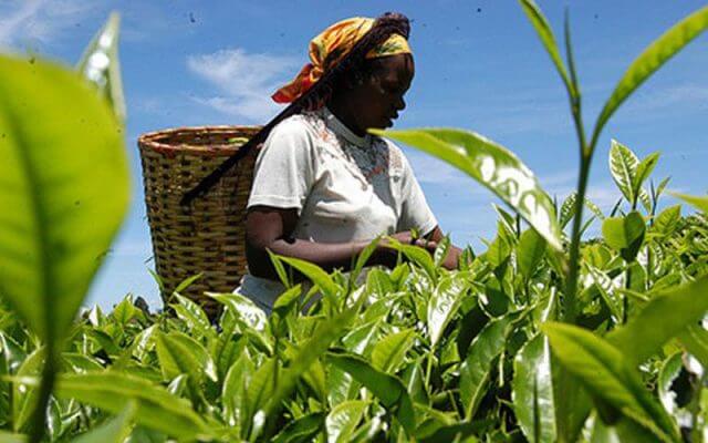 Mombasa tea auction goes digital