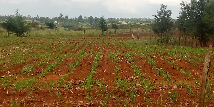 Africa’s Green Revolution: Few gains, no transparency