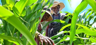 FAO and the AU Commission launch guide to help countries enter Africa’s new single market