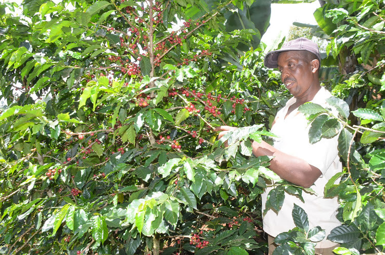 Export earnings rise by Sh46bn despite Covid-19 fallout