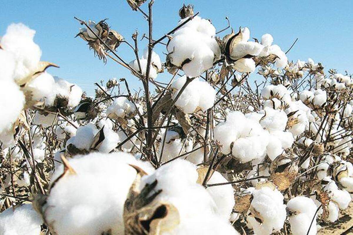 EAC urged to exploit lucrative raw cotton market