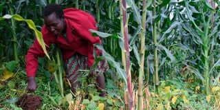 Time to build back better through small-scale farming