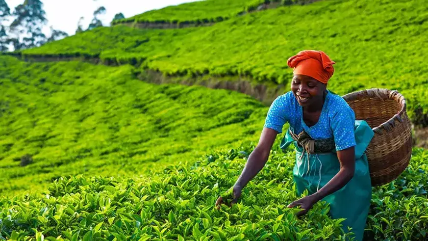 Africa must seize the global commodity exchange opportunity
