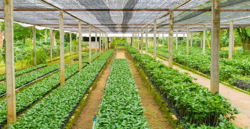 Africa Investment Forum roundtable event showcases agribusiness investment opportunities