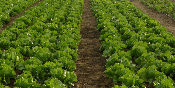 Massive boost for  horticulture sector