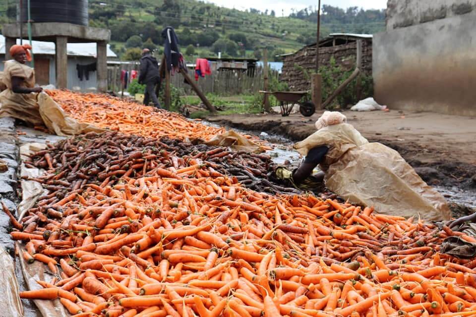 Traders benefit from carrot safety training