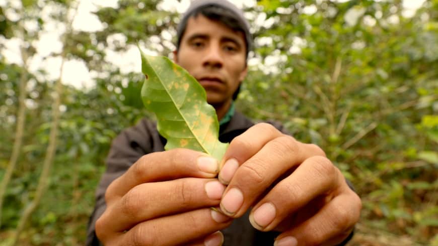 Risky Business: How an Innovative Partnership is Addressing Growing Threats to the Coffee Supply Chain