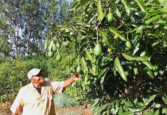 Kenya Trade Network Agency to simplify trade procedures for avocado and fish exporters