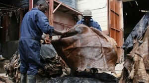 Policy tweaks that can raise leather production in EAC