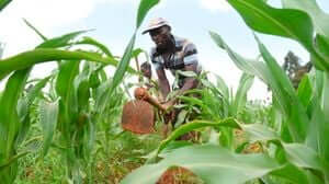 Prices increase as farmers hoard 85 percent of maize