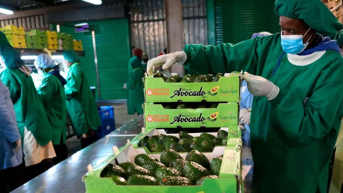 Kenya begins shipping fruits, flowers by sea