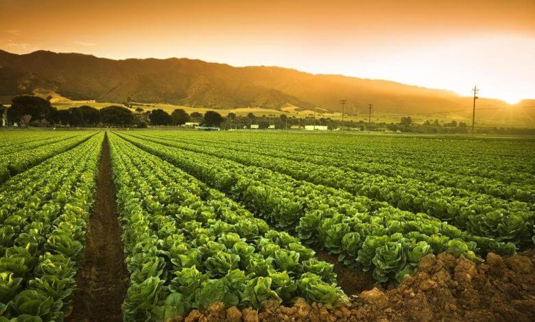 Tanzania: Africa’s rising agricultural powerhouse