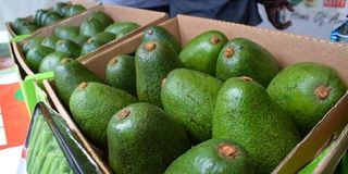 Why Kenya has temporarily banned avocado exports