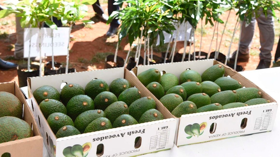 Massive potential of avocado exports by sea freight lies in raising production volumes