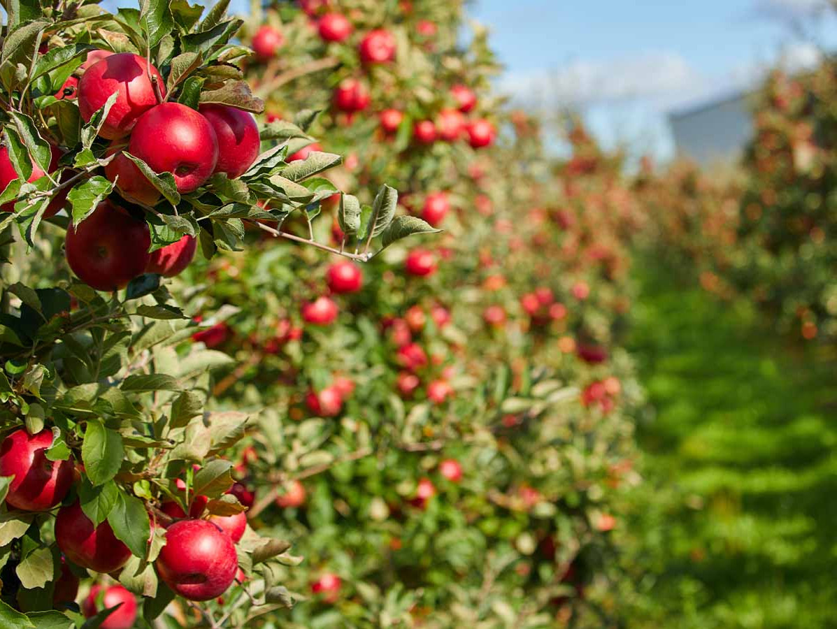 Grant fuels digital transfor­ma­tion in vegetable chains