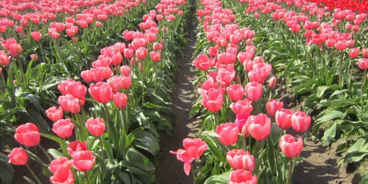 Business is blooming in East Africa – UK suspends tariff for flower exports